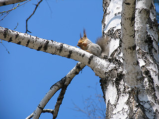 Image showing Squirrel