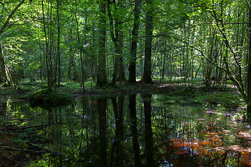 Image showing Dark shady deciduous stand in summer