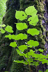 Image showing Juvenile linden tree branch with leaves closeup