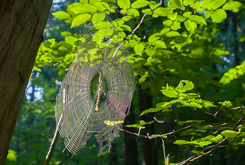 Image showing Spiders\'s web in morning sun