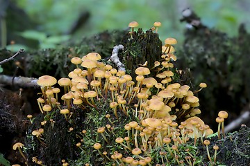 Image showing Old stump moss wrapped with some fungus