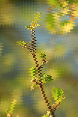 Image showing abstract blurred young sprouts of a willow 