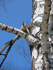 Image showing Squirrel