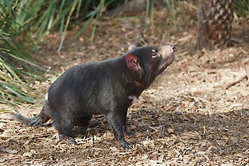 Image showing Tamanian Devil on the ground