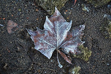 Image showing Fallen frosty leaves