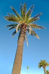 Image showing Palm Tree Low Angle