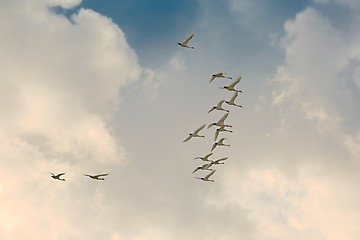 Image showing Swan Flying Up