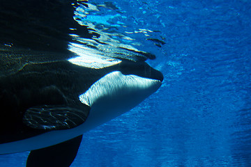 Image showing Killer whale