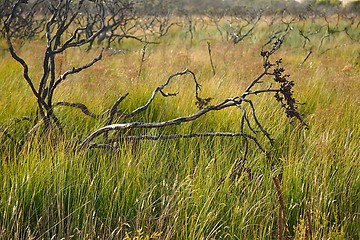 Image showing Fields of Australian wild landscape