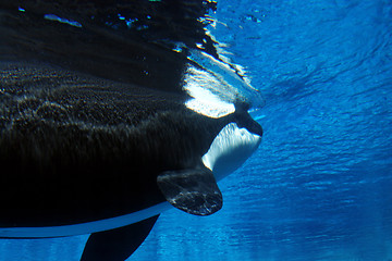 Image showing underwater image of a killer whale