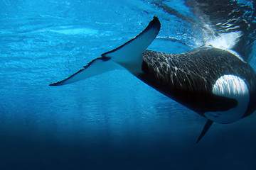 Image showing Killer whale underwater