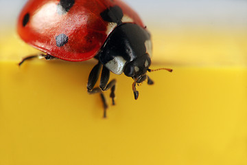 Image showing Ladybug extreme macro