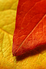 Image showing leaf over leaf