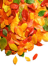 Image showing Autumn leaves background