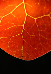 Image showing Lightning strikes the leaf