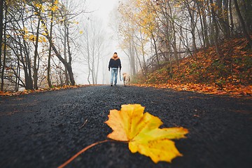 Image showing Fallen leaf on the road