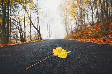 Image showing Fallen leaf on the road