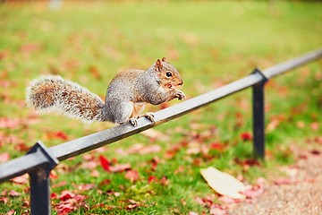 Image showing Cute squirrel in autumn scene