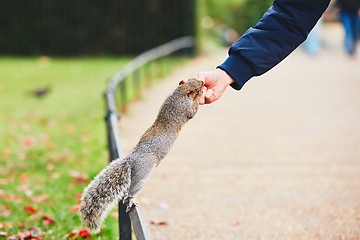 Image showing Cute squirrel in the park