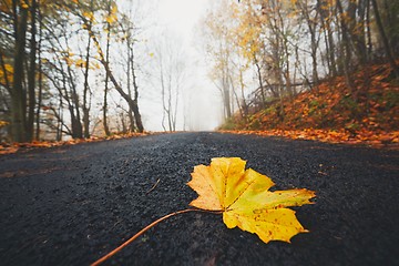 Image showing Fallen leaf on the road