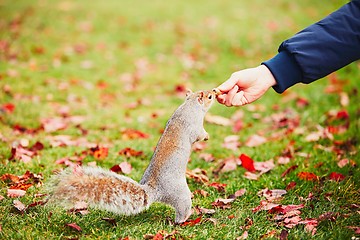 Image showing Cute squirrel in the park