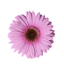 Image showing Light Purple Gerbera Flower