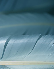 Image showing macro feathers