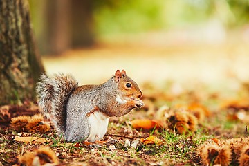 Image showing Cute squirrel in autumn scene