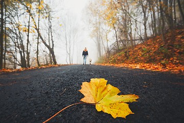 Image showing Fallen leaf on the road