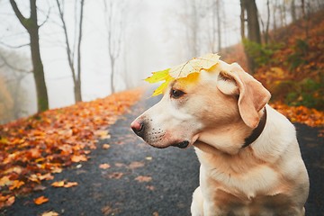 Image showing Funny dog in autumn