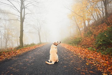 Image showing Alone dog in mysterious fog