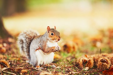 Image showing Cute squirrel in autumn scene