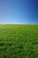 Image showing Green meadow