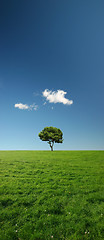 Image showing Single tree on a beautiful and vast green meadow