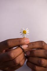 Image showing portrait of African American girl with a flower in her hand