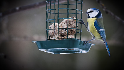 Image showing blue tit