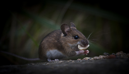 Image showing wood mouse