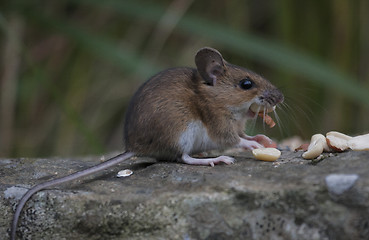 Image showing garden mouse