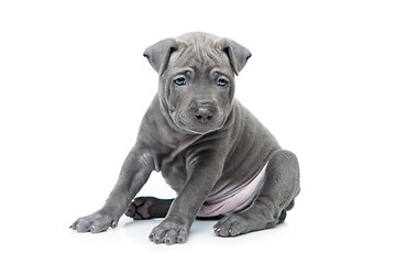 Image showing Thai ridgeback puppy isolated on white