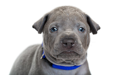 Image showing Thai ridgeback puppy isolated on white