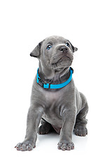 Image showing Thai ridgeback puppy isolated on white