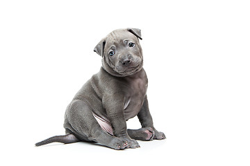 Image showing Thai ridgeback puppy isolated on white