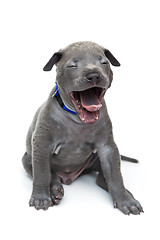 Image showing Thai ridgeback puppy yawning