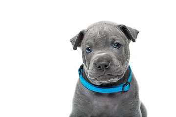 Image showing Thai ridgeback puppy isolated on white