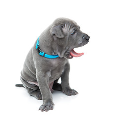 Image showing Thai ridgeback puppy yawning