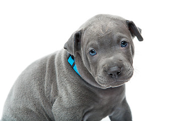 Image showing Thai ridgeback puppy isolated on white