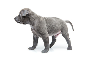 Image showing Thai ridgeback puppy isolated on white