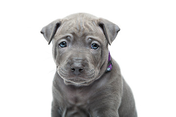 Image showing Thai ridgeback puppy isolated on white