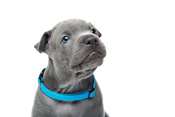 Image showing Thai ridgeback puppy isolated on white