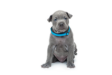 Image showing Thai ridgeback puppy isolated on white